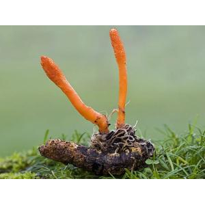 Thần Dược Của Thiên Nhiên Đông Trùng Hạ Thảo